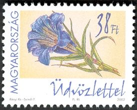 Greetings - stalkless gentian