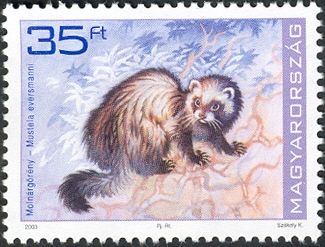 Steppe Polecat (Mustela eversmanni)