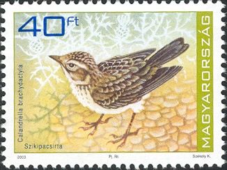 Greater Short-toed Lark (Calandrella brachydactyla)