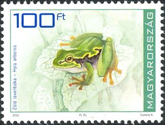 European Tree Frog (Hyla arborea)