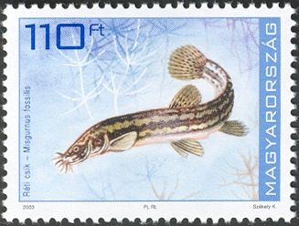 Weatherfish (Misgurnus fossilis)