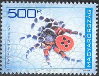 Ladybird Spider (Eresus cinnabarinus)