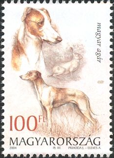Hungarian Greyhound, European Hare