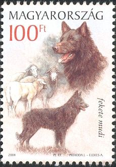 Mudi, Sheep