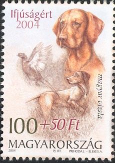 Hungarian Vizsla, Common Pheasant