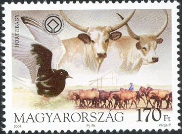 Hungarian Steppe Cattle (Bos primigenius taurus hungaricus)