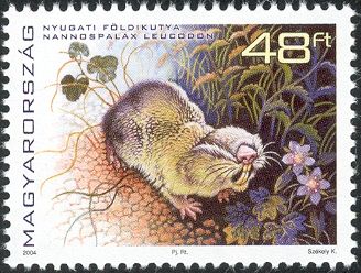 Lesser Blind Mole-rat (Nannospalax leucodon)