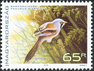 Bearded Reedling (Panurus biarmicus)