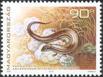 European Snake-eyed Skink (Ablepharus kitaibelii)
