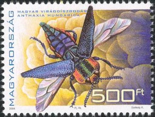 Metallic Wood-boring Beetle (Anthaxia hungarica)