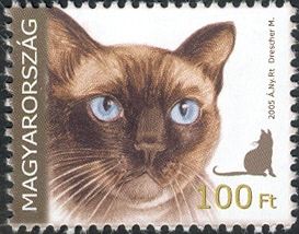 Siamese Cat (Felis silvestris catus)