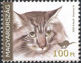 Maine Coon (Felis silvestris catus)