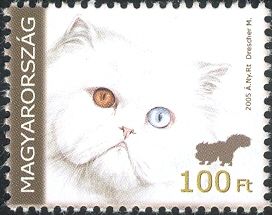 Persian (Felis silvestris catus)
