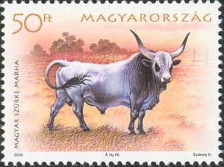 Hungarian Gray Cattle (Bos primigenius taurus)
