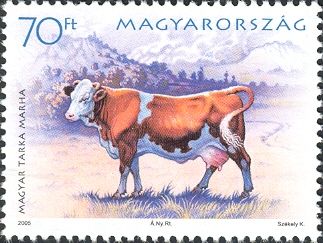 Hungarian Fleckvieh Cattle (Bos primigenius taurus)