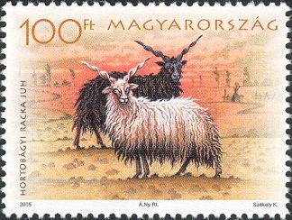 Wallachian Sheep (Ovis aries strepsiceros)