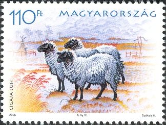 Zygaya Sheep (Ovis aries strepsiceros)