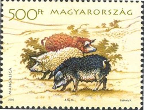 Mangalitsa Pig (Sus scrofa domestica)