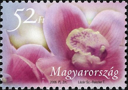 Orchid