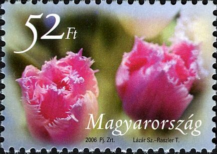 Tulip