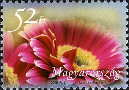 Gerbera Daisy