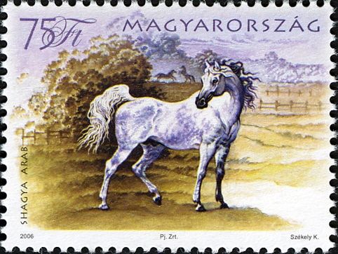 Shagya Arabian (Equus ferus caballus)