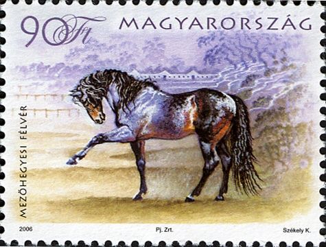 Mezőhegyes Halfbreed (Equus ferus caballus)