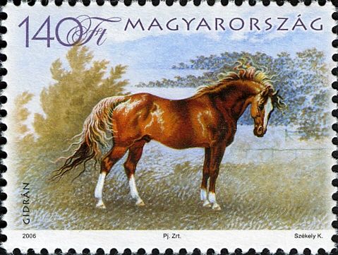 Gidran (Equus ferus caballus)