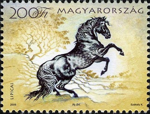 Lippizzan (Equus ferus caballus)