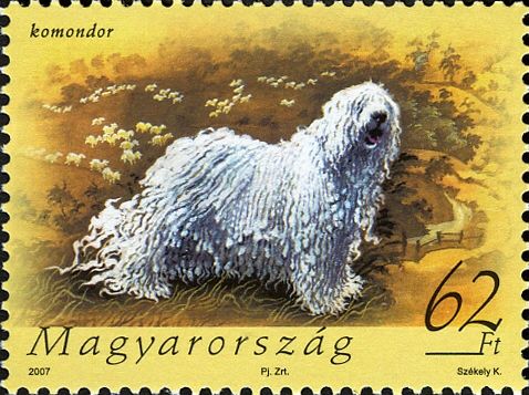 Komondor (Canis lupus familiaris)