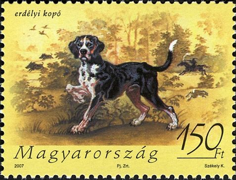 Transylvanian Hound (Canis lupus familiaris)
