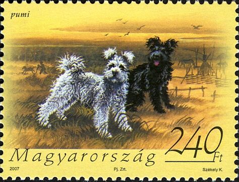 Pumi (Canis lupus familiaris)