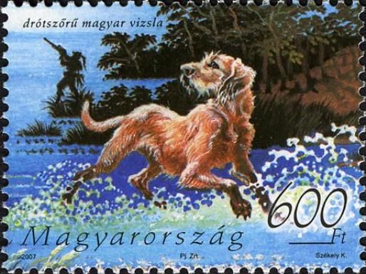 Hungarian Vizsla (Canis lupus familiaris)