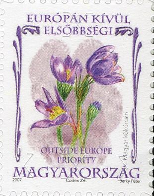 Pasque Flower