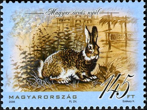 Hungarian Giant Rabbit (Oryctolagus cuniculus domesticus)