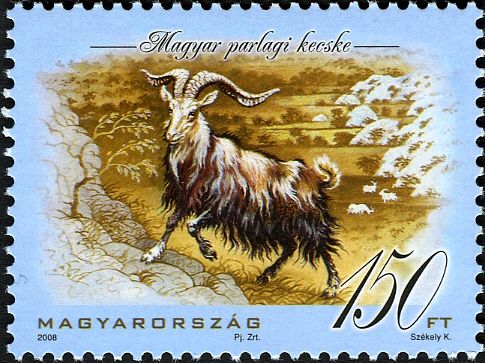 Hungarian Domestic Goat (Capra aegagrus hircus)