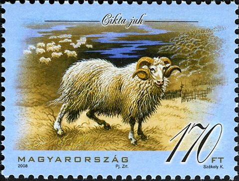 Cikta Sheep (Ovis orientalis aries)