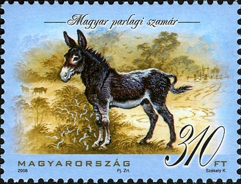 Hungarian Parlag Donkey (Equus asinus asinus)