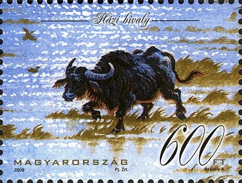 Domesticated Water Buffalo (Bos bubalus domesticus)