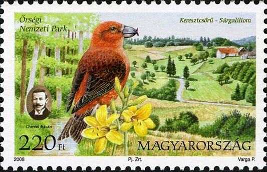 Őrség National Park - Red Crossbill (Loxia curvirostra), Yel