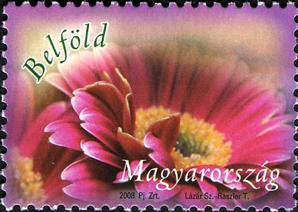 Gerbera Daisy
