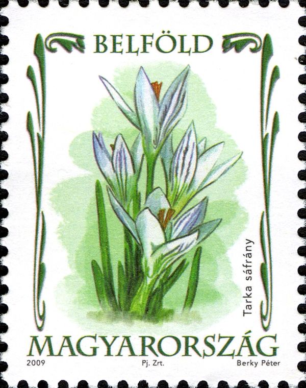 Saffron crocus or autumn crocus (Crocus sativus)
