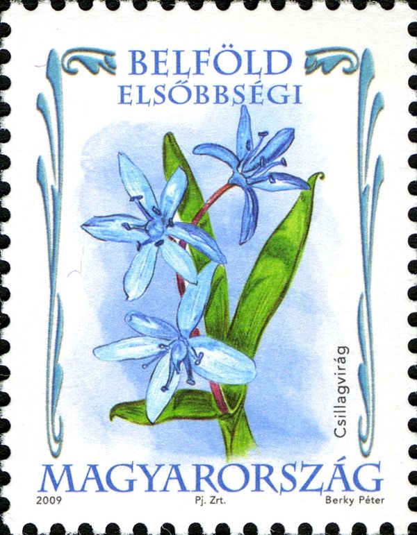 Squill (Scilla bifolia)