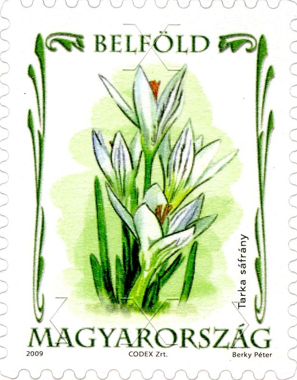 Gold Crocus