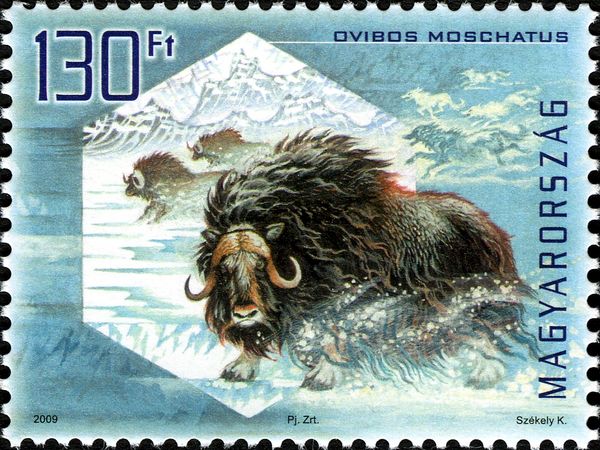 Muskox (Ovibos moschatus)