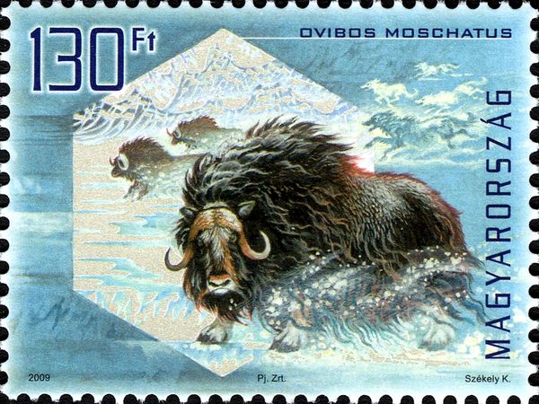 Muskox (Ovibos moschatus) - iridescent