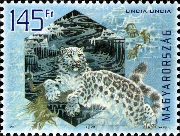 Snow Leopard (Uncia uncia)
