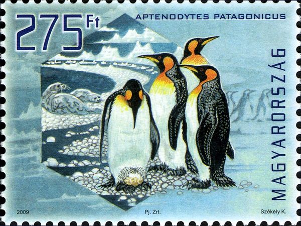 King Penguin (Aptenodytes patagonicus)