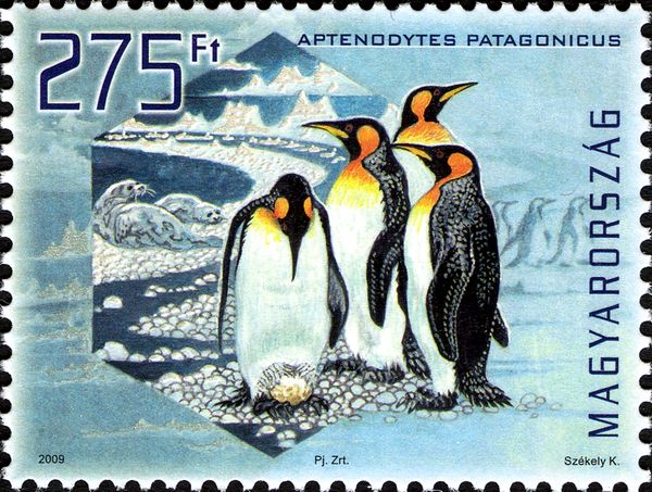 King Penguin (Aptenodytes patagonicus) - iridescent