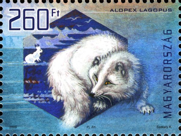 Arctic Fox (Alopex lagopus) - iridescent